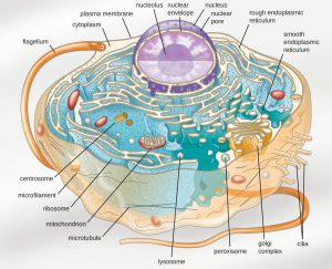The Stupefying Complexity, Functionality, and Beauty of Creation: God is the Only Explanation