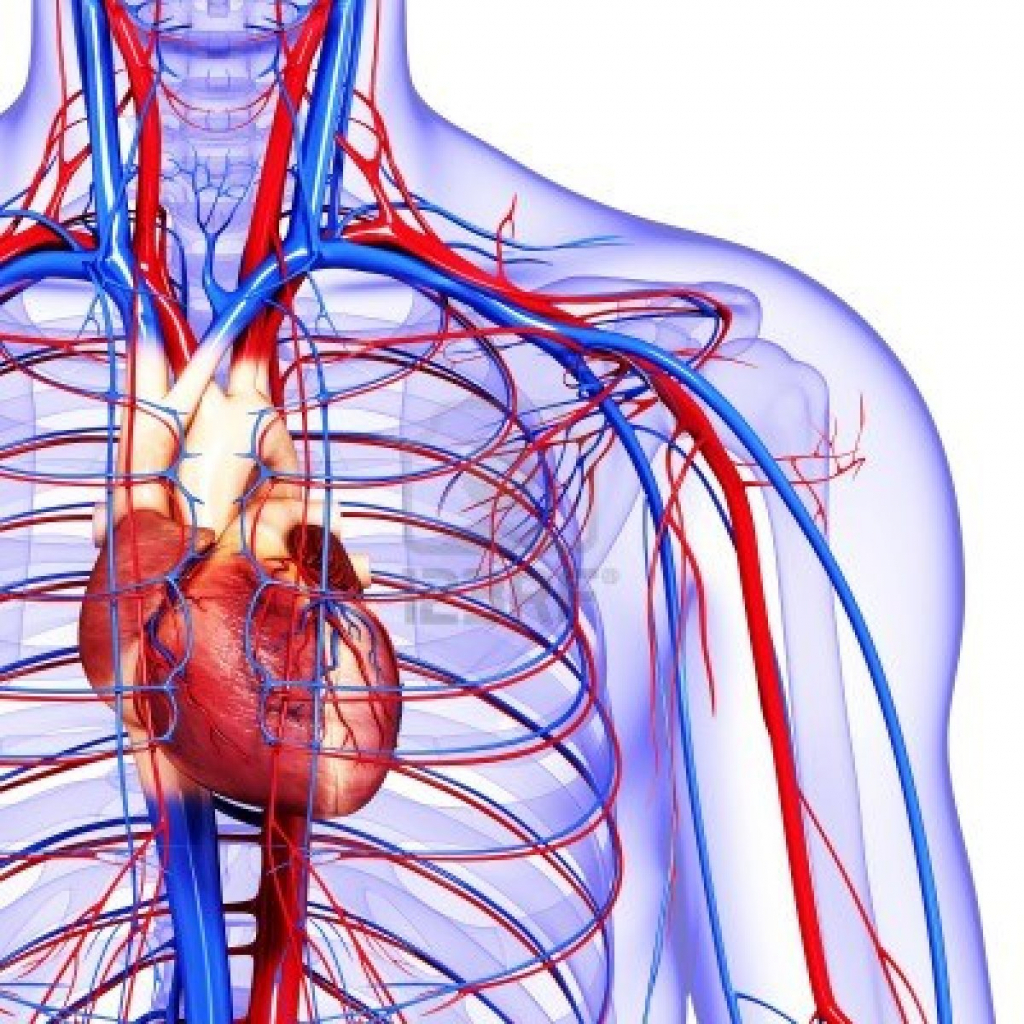 The Human Circulatory System – There is a God!