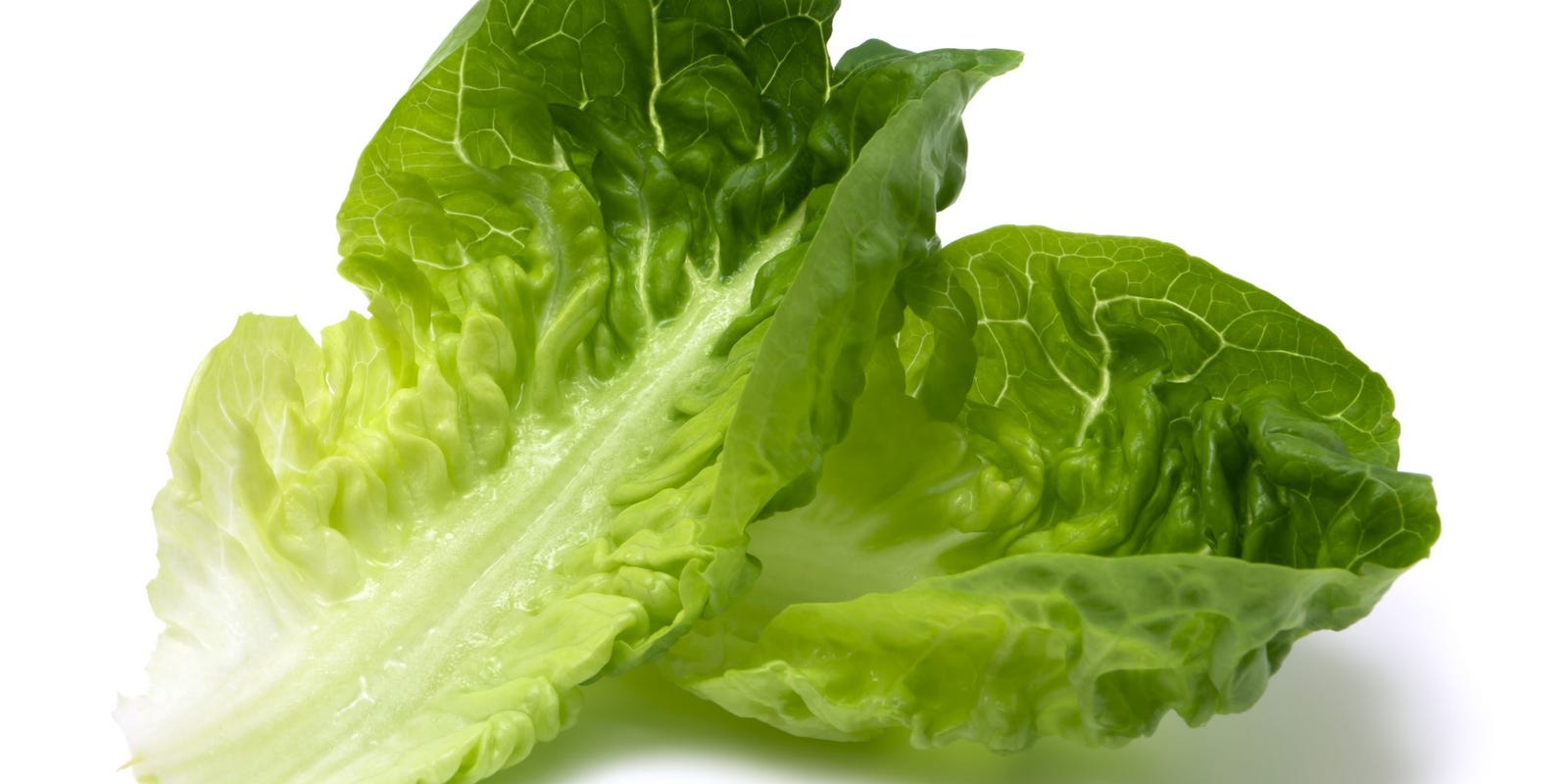 What do YOU See in a Romaine Leaf?