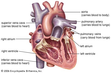 The Human Heart: There Absolutely *HAS* to be a God!