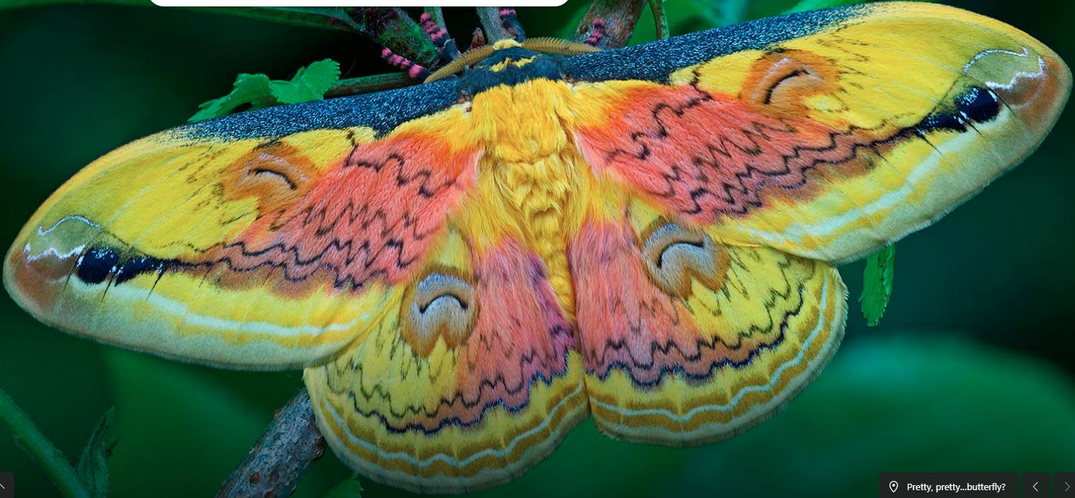 What Happens When You See a Beautiful Butterfly?